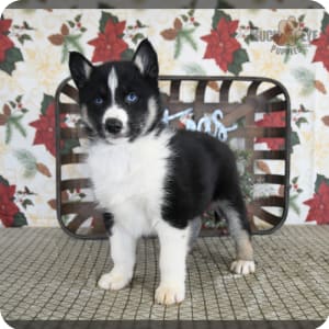 Gerberian shepsky puppies for sale sales