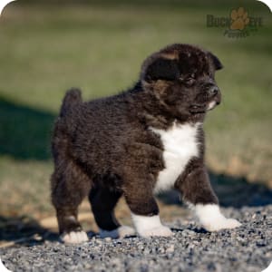 Akita Puppies for Sale Buckeye Puppies