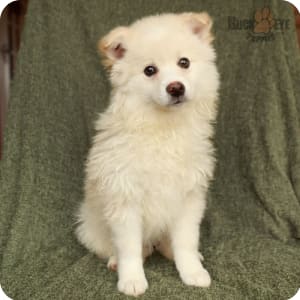 Mini eskimo puppies for sale discount