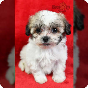 Baby bear coat dog for sale shop