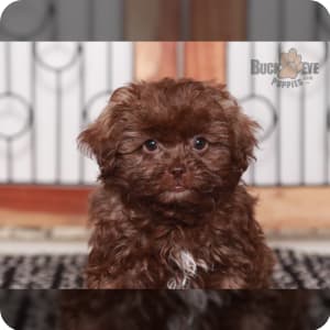 Chocolate shih poo new arrivals puppies for sale