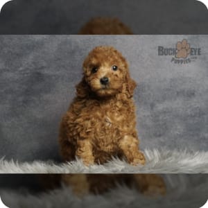 Winsome toy cheap poodles