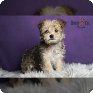 Albany morkies sale