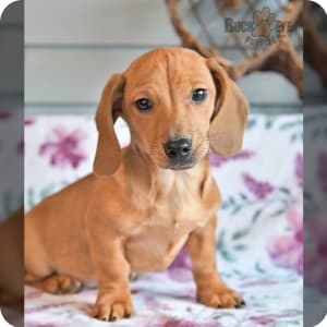 Dachshund Miniature Puppies for Sale Buckeye Puppies