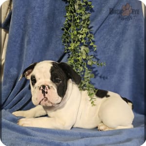 Reuben the bulldog breeder discount