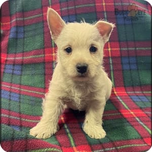 Kennel club westies for cheap sale