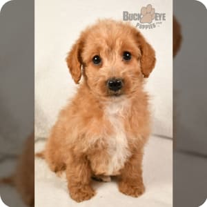 Labradoodle Puppies for Sale Buckeye Puppies