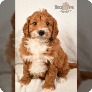Buckeye puppies labradoodle cheap