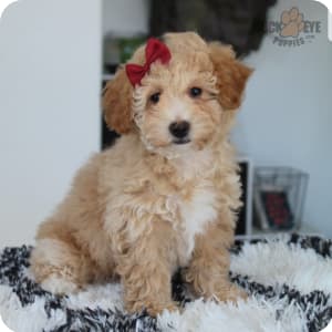 Bichpoo Puppies for Sale Buckeye Puppies