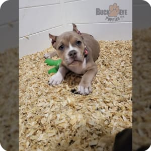 Classic pitbull puppies for sale new arrivals