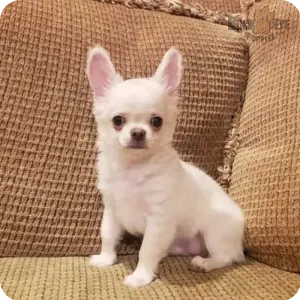 Toy chihuahua puppies for sale near me clearance