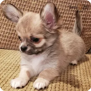 Teddy bear chihuahua puppies sale hotsell