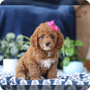 Toy teddy bear puppies for sale cheap