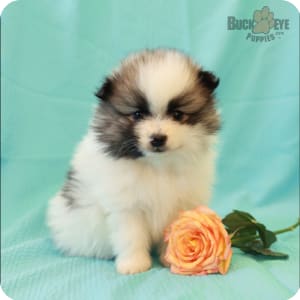 White pomeranian puppy ball for sale online