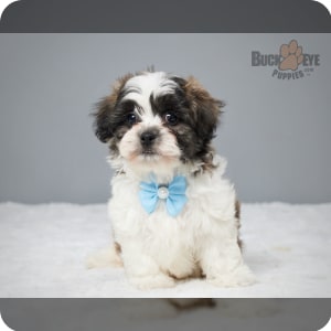 Teddy bear dog puppies for sale online