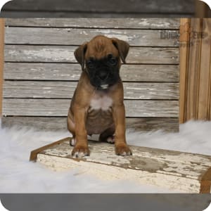 Boxer puppies for sale akc clearance