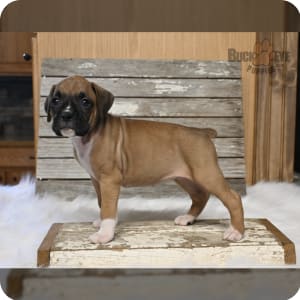 Akc registered boxer puppies best sale