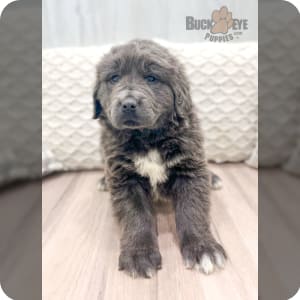 Merle newfoundland dog on sale