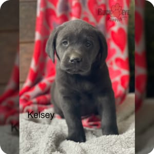 Labrador Retriever Puppies for Sale Buckeye Puppies