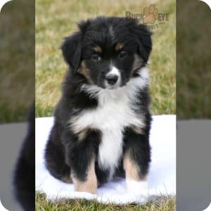 Mini australian shepherd puppies hotsell for sale under $500