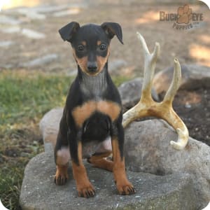 Doberman miniature pinscher for sale online