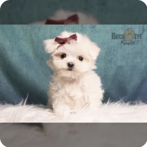 Tiny maltipoo for sale clearance