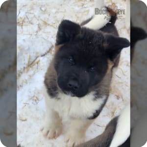 Akc akita puppies for sale online