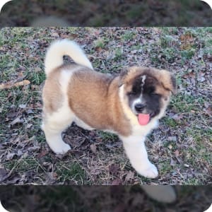 Akc akita puppies for sale clearance