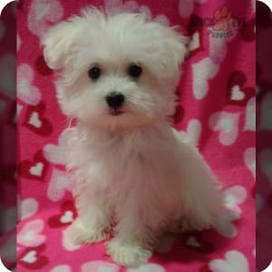 Toy maltese near me outlet