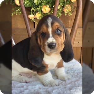 Blue merle basset hot sale hound