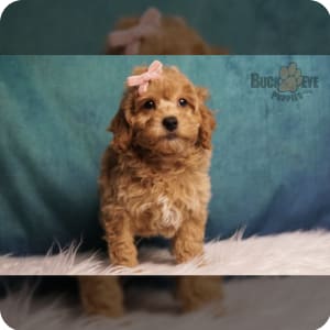 Poodle Toy Puppies for Sale Buckeye Puppies