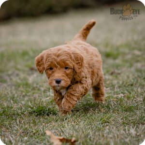 Buckeye goldendoodles cheap