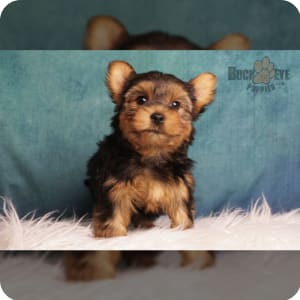 Yorkie puppies for sale under 200 dollars near me deals