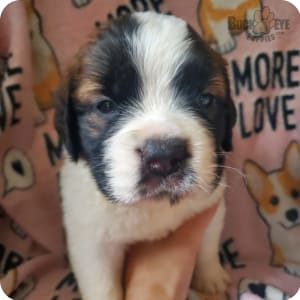 St bernard mix puppies for sale near me deals