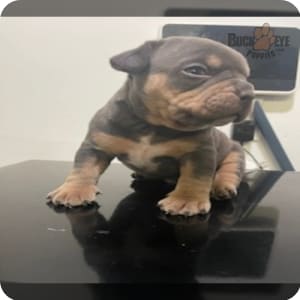 Stunning Tricolor Pocket American Bully Puppies