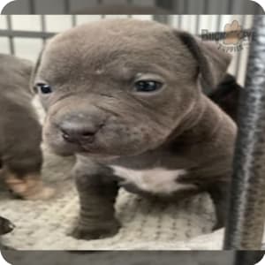 Tri color pitbull puppies for sale near me discount