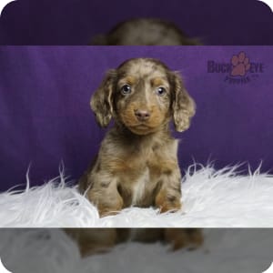 Dachshund Miniature Puppies for Sale Buckeye Puppies