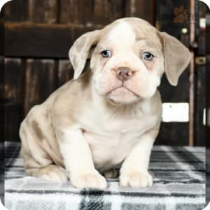 Merle olde english bulldogge puppies for sale top