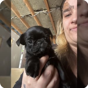 Pug mix puppies for sale hotsell