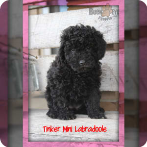 Buckeye puppies labradoodle sales
