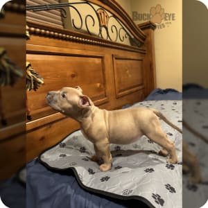 Stunning Tricolor Pocket American Bully Puppies