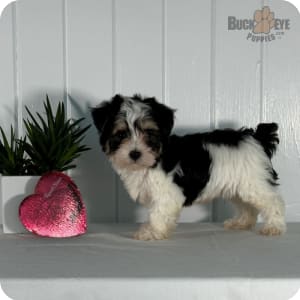 Albany morkies sale