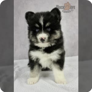 Lush pomsky puppies clearance