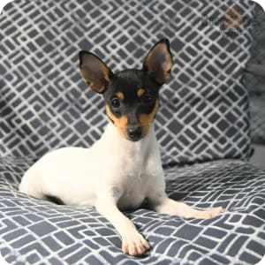Toy fox terrier clearance price