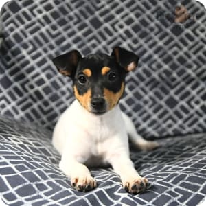 Toy Fox Terrier Puppies for Sale Buckeye Puppies