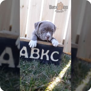 Abkc puppies for sale hotsell