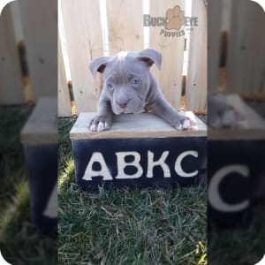 Champion pitbull puppies for sale hotsell