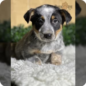 Australian Cattle Dog Puppies for Sale Buckeye Puppies