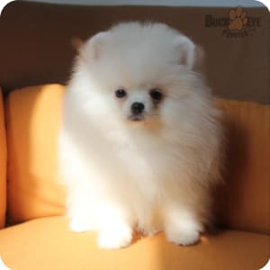Toy pom on sale puppies for sale