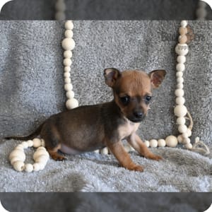 Toy chihuahua for sale hotsell